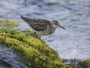 Wood Sandpiper (Tringa glareola), foraging through a stream, June, Finnmark, Norway, Europe