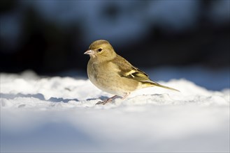 Chaffinch (Fringilla coelebs), female, in the snow, winter feeding, Oberhausen, Ruhr area, North