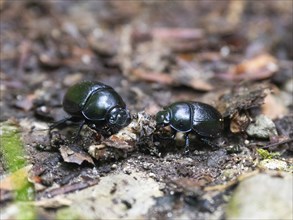 Dor beetle (Geotrupes stercorarius), two beetles on woodland path, feeding on the remains of a dead