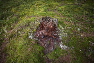 Tree stump, moss, Taser Höhenweg, forest, Schenna, Scena, South Tyrol, Autonomous Province of