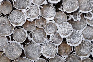 Logs, stacked spruce trees (Picea abies), cut surfaces with hoarfrost, Arnsberg Forest nature park