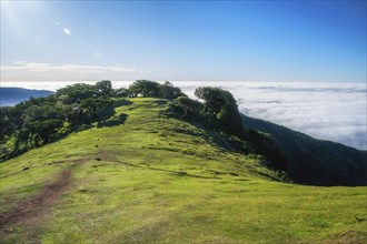 Aerial view of idyllic scenic Fanal Laurisilva forest with centuries-old til trees above clouds.