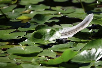 Feather on a pond, Germany, Europe