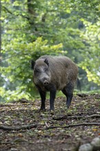 Wild boar (Sus scrofa), boar, Vulkaneifel, Rhineland-Palatinate, Germany, Europe