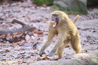 Guinea baboon (Papio papio) running on the ground, Bavaria, Germany Europe