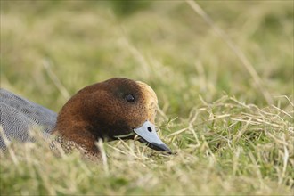 Eurasian wigeon duck (Mareca penelope) adult male bird feeding on grass, Lincolnshire, England,