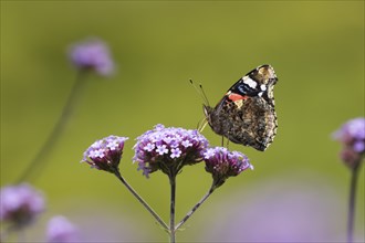 Red admiral butterfly (Vanessa atalanta) adult insect feeding on a purple garden Verbena flower,