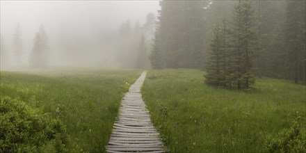 Hühnermoos on a cloudy day with fog, a high moor at Söllereck near Oberstdorf, Allgäu Alps, Allgäu,