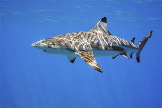 Blacktip reef shark (Carcharhinus melanopterus) Blacktip reef shark swims close to the sea surface