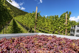 Wine-growing, in the Adige Valley, near the village of Tramin on the Wine Road, South Tyrol,