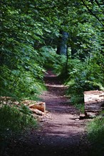 Tiefental nature reserve near Königsbrück in summer, West Lusatia, Saxony, Germany, Europe