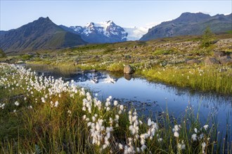 Reflection in a river with cotton grass, view of glacier tongues and mountains, glacier tongue