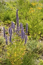 Scented nettle (Agastache), flower bed, Dülmen, Münsterland, North Rhine-Westphalia, Germany,