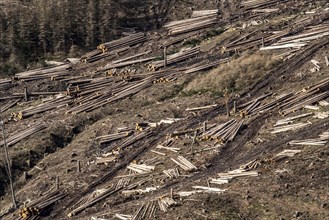 Cleared forest area north of the village of Öventrop, district of Arnsberg, dead spruce stands were