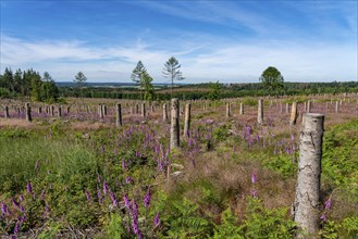 Cleared forest in the Eggegebirge, near Lichtenau, Paderborn district, site of a spruce forest that