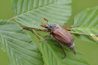 Northern cockchafer (Melolontha hippocastani), male, on leaves of a hornbeam (Carpinus betulus),