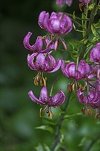 Martagon lily (Lilium martagon) with raindrops, North Rhine-Westphalia, Germany, Europe