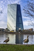 Building of the European Central Bank, ECB, on the Main in Frankfurt, Hesse, Germany, Europe