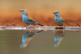 Blue-winged Oriole (Uraeginthus angolensis), Angola Butterfly Finch, adult, two birds, at the