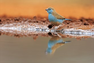 Blue waxbill (Uraeginthus angolensis), Angola butterfly finch, adult, at the water, Kruger National