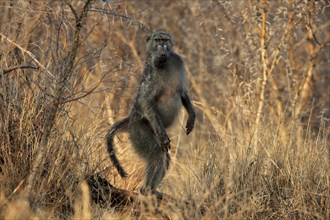 Bear baboon (Papio ursinus), Chakma baboon, adult, standing upright, foraging, Kruger National