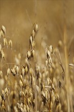 Oats, July, Germany, Europe