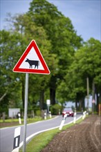 Country road, traffic sign cattle drive, sign warns of cattle on the road, near Linnich North