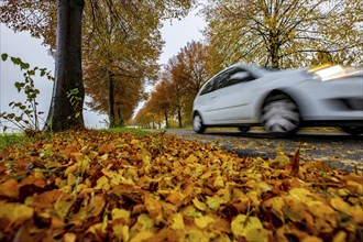 Country road, autumn, fog, rainy weather, tree avenue, wet road, leaves