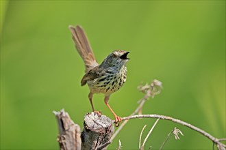 Spotted Prinia (Prinia maculosa), adult, on wait, singing, Kirstenbosch Botanical Gardens, Cape