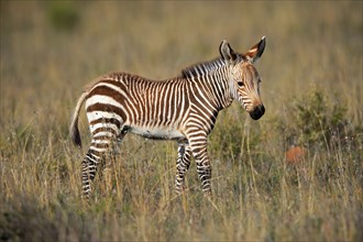 Cape Mountain Zebra (Equus zebra zebra), young animal, foraging, Mountain Zebra National Park,