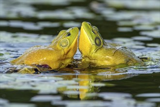 Bull frogs Lithobates catesbeianus. Male bull frogs fighting during the breeding season. La