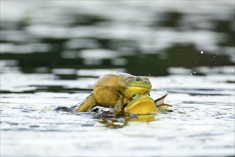 Bull frogs Lithobates catesbeianus. Male bull frogs fighting during the breeding season. La