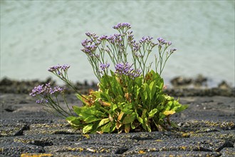 Common sea-lavender (Limonium vulgare) in flower on dyke, dike along the North Sea coast in summer,