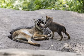 A young actively playing with a lying wolf while it opens its mouth, European grey gray wolf (Canis