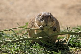 Black-tailed prairie dog (Cynomys ludovicianus), adult, feeding, foraging, Sonoran Desert, Arizona,