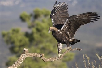 Iberian Eagle (Aquila adalberti), Spanish imperial eagle, Extremadura, Castilla La Mancha, Spain,