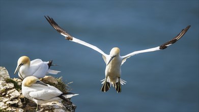 Northern Gannet, Morus bassanus, bird in flight over sea