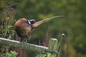 Common pheasant (Phasianus colchicus) adult male bird preening its tail feather whilst on a wooden