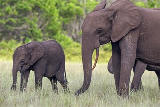 African forest elephants (Loxodonta cyclotis) in a clearing in Loango National Park, Parc National