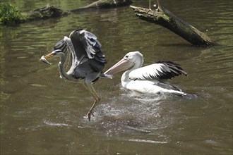 Grey heron (Ardea cinerea) snatches a fish from a australian pelican (Pelecanus conspicillatus),