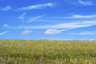 Meadow with white flowers and sky with clouds at summer, Dorset, England, United Kingdom, Europe