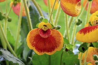 Slipper flower (Calceolaria Hybride), flowering, Elllerstadt, Germany, Europe