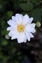 Chinese anemone (Anemone hupehensis), flowering, flower, Ellerstadt, Germany, Europe