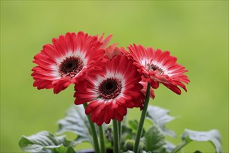 Gerbera (Gerbera), red, blooming, flowers, Ellerstadt, Germany, Europe