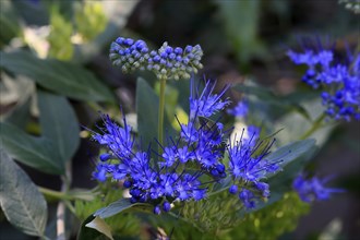 Clandon caryopteris (caryopteris x clandonensis), flower, flowering, Germany, Europe