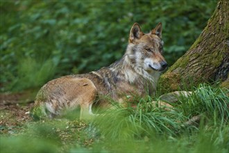 Gray wolf (Canis lupus) lying on a tree trunk in the forest, summer, Germany, Europe