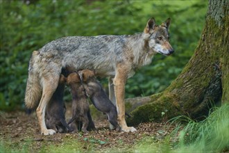 Gray wolf (Canis lupus) suckling its pups in the forest, surrounded by lush greenery and trees,