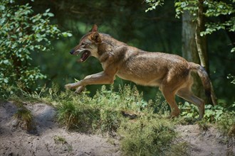 Gray wolf (Canis lupus), jumping in the forest, on a sandy hill, surrounded by green leaves and