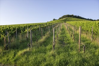 Vineyard at Korber Kopf is grubbed up due to uneconomical conditions, low yield, age, diseases,