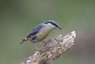 Eurasian nuthatch (Sitta europaea) on dead wood, Austria, Upper Austria, Europe